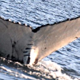Fluke of 2024-2025 calf of HW-MN0420257