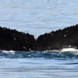 Fluke of HW-MN0420539