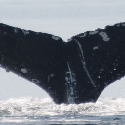 Fluke of HW-MN0420542