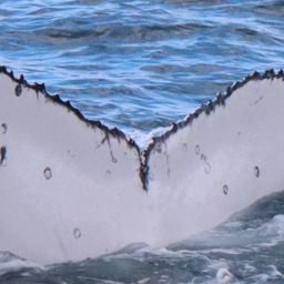 Fluke of HW-MN1110942
