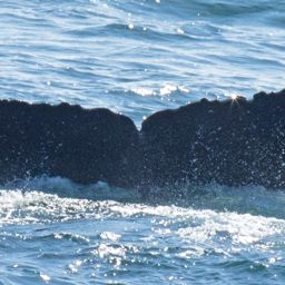 Fluke of HW-MN0420417
