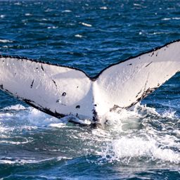 Fluke of HW-MN1111012