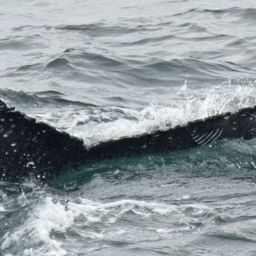 Fluke of HW-MN0420420