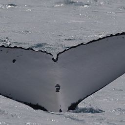 Fluke of HW-MN1111022