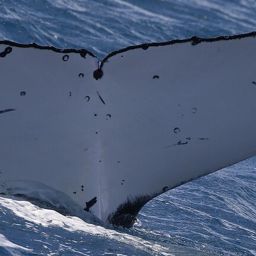 Fluke of HW-MN1111024