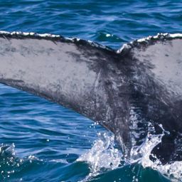Fluke of HW-MN1111027