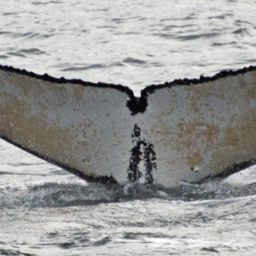 Fluke of HW-MN0420432