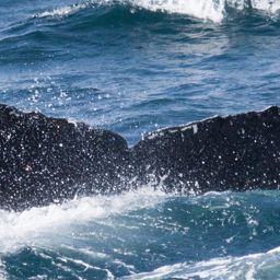 Fluke of HW-MN0420438