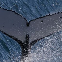 Fluke of HW-MN1111092