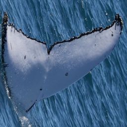 Fluke of HW-MN1111091