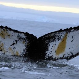 Fluke of HW-MN1300896