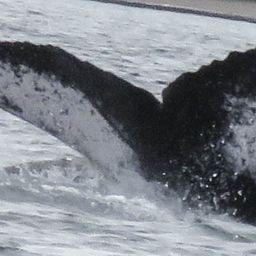 Fluke of HW-MN1300899