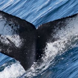 Fluke of CRC-17607