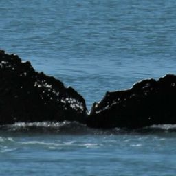 Fluke of Wedgey