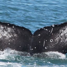 Fluke of CRC-17625