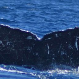 Fluke of CRC-13669