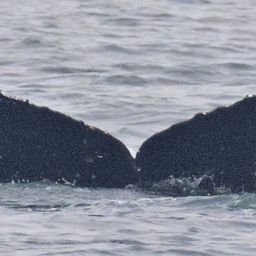 Fluke of CRC-17785