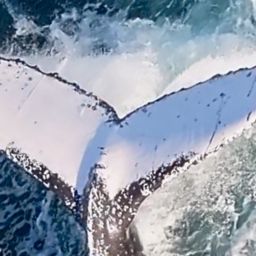 Fluke of HW-MN1111139