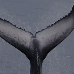 Fluke of HW-MN1111148