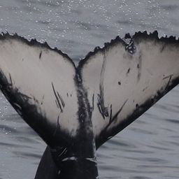 Fluke of HW-MN1111151