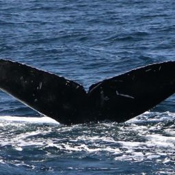 Fluke of CRC-16254