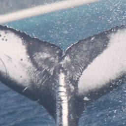 Fluke of HW-MN1111175
