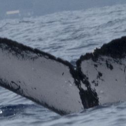 Fluke of Maui Rhino