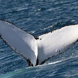 Fluke of HW-MN1111188