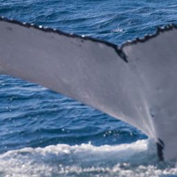 Fluke of HW-MN1111214