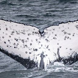 Fluke of HW-MN1111239