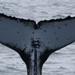Fluke of HW-MN1111244
