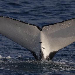 Fluke of HW-MN1111273