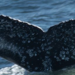 Fluke of HW-MN0805366