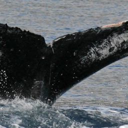 Fluke of HW-MN0440474