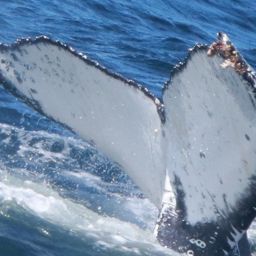 Fluke of HW-MN0805395