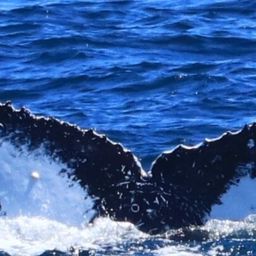 Fluke of HW-MN0805420