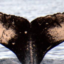 Fluke of HW-MN0420543