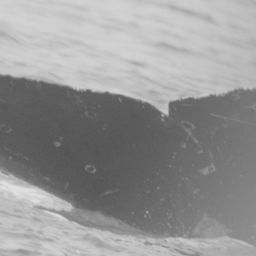 Fluke of CRC-12486