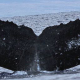 Fluke of HW-MN0440479