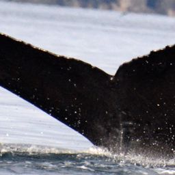 Fluke of HW-MN0420544