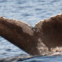 Fluke of 2024-2025 calf of HW-MN0443854