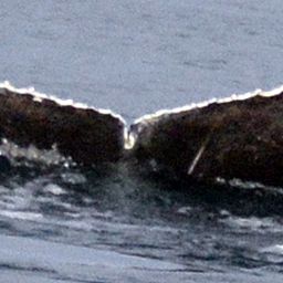 Fluke of HW-MN0420548