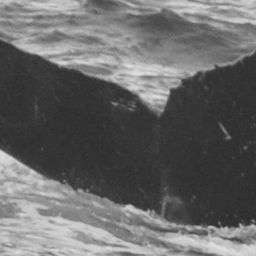 Fluke of HW-MN0440491