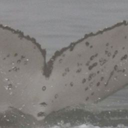 Fluke of HW-MN0805441