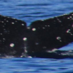 Fluke of HW-MN0440494