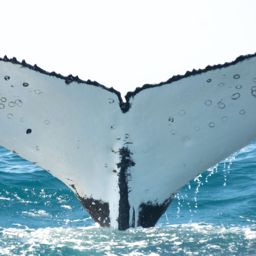 Fluke of HW-MN0805477