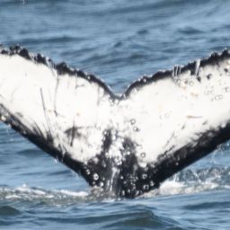 Fluke of HW-MN0805479