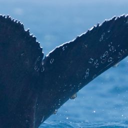 Fluke of HW-MN0805481