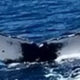 Fluke of HW-MN0440501