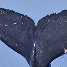 Fluke of BCX1724
